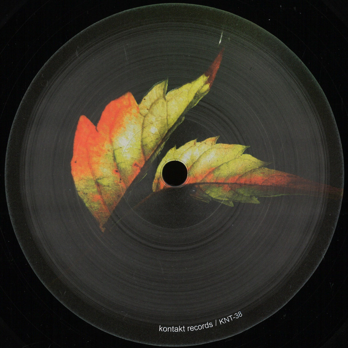 Silver Ash & Shed — Calantas